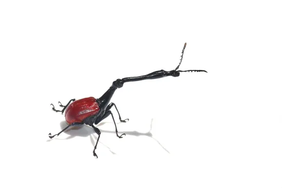 Giraffe necked weevil beetle