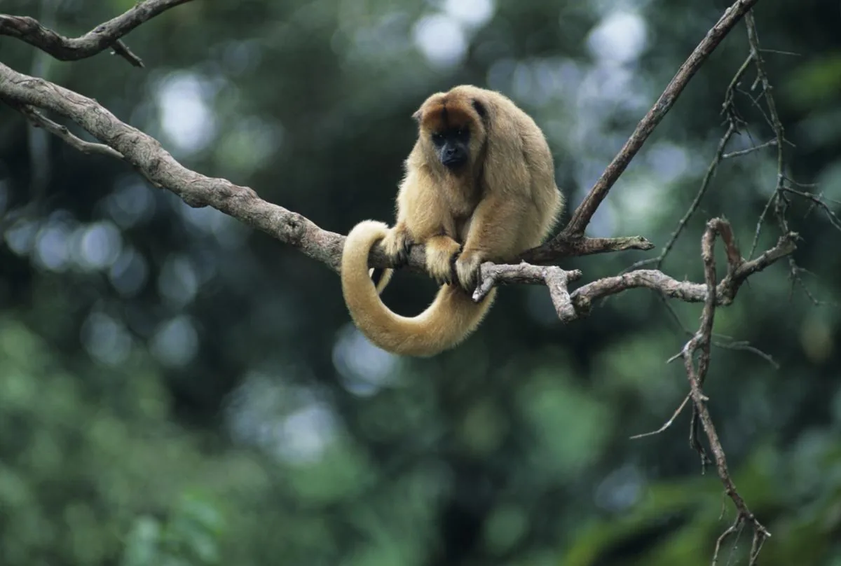 Gold Howler Monkey sitting on a branch