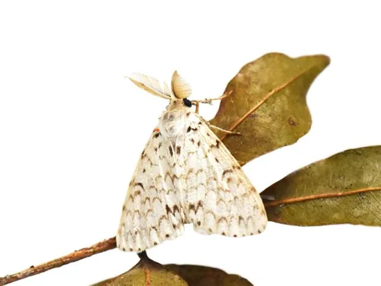 Gypsy moth (Lymantria)