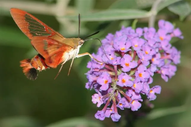 Hummingbird moth