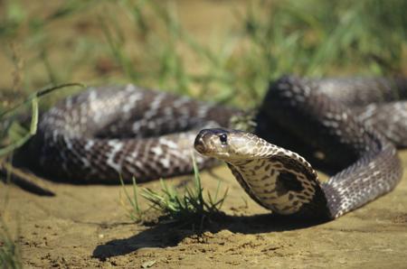 A spectacled cobra rearing up with its body raised