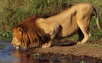 An African lion drinking water at a waterhole