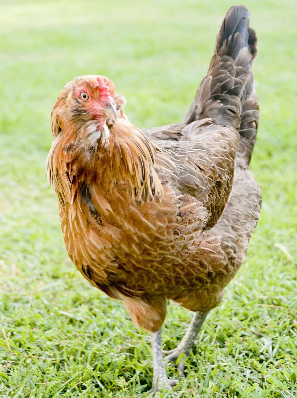 Ameraucana hen with a pea comb and a distinct tail