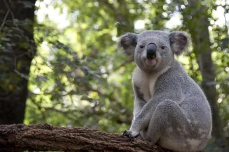 A koala sitting on a tree branch in dappled green light, looking toward the camera.