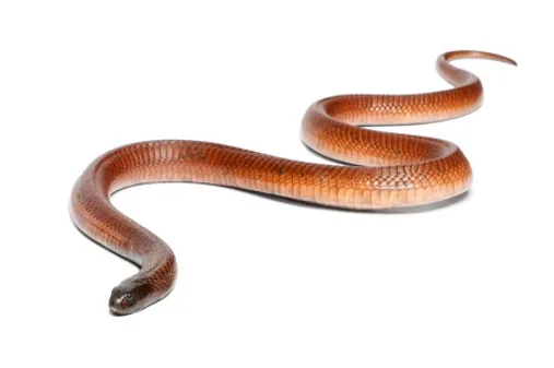 Egyptian Cobra