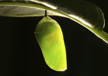 A monarch butterfly chrysalis hanging from a stem, the pupa stage