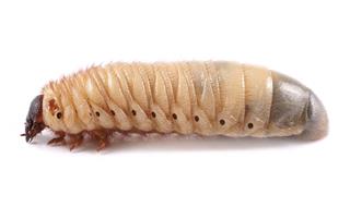 Rhinoceros beetle larva