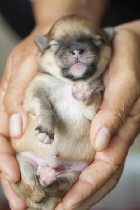 Pomeranian puppy