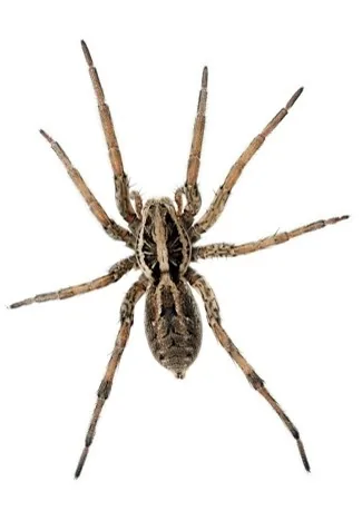 A wolf spider on a white background showing its large size and gray-brown coloration
