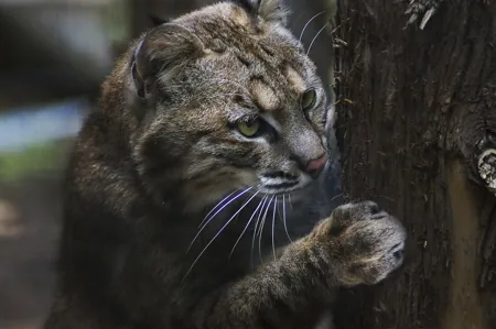 A bobcat marking its territory on a tree using its claws