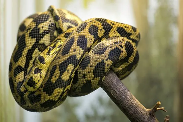 Carpet Python, a nonvenomous snake