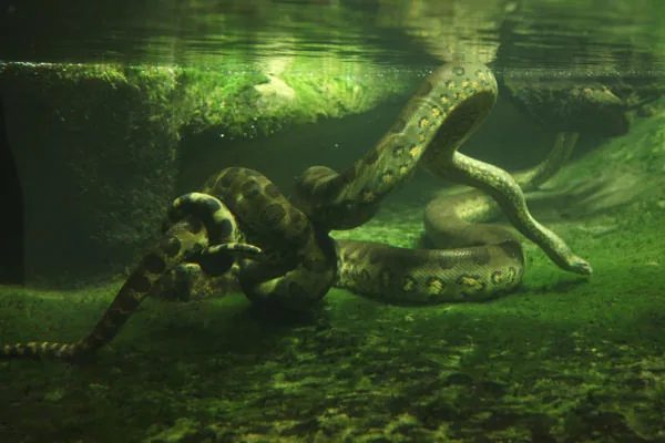 A green anaconda moving through murky rainforest water, its coils visible both above and below the surface