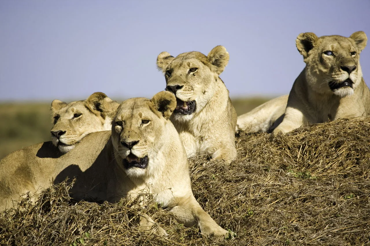 A pride of African lions resting together on the savanna