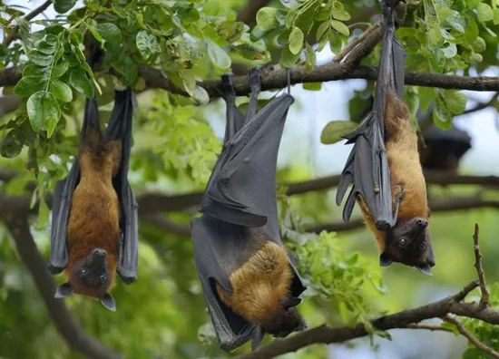 Fruit bats hanging from a branch