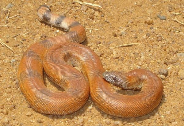 Common Sand Boa, a nonvenomous snake