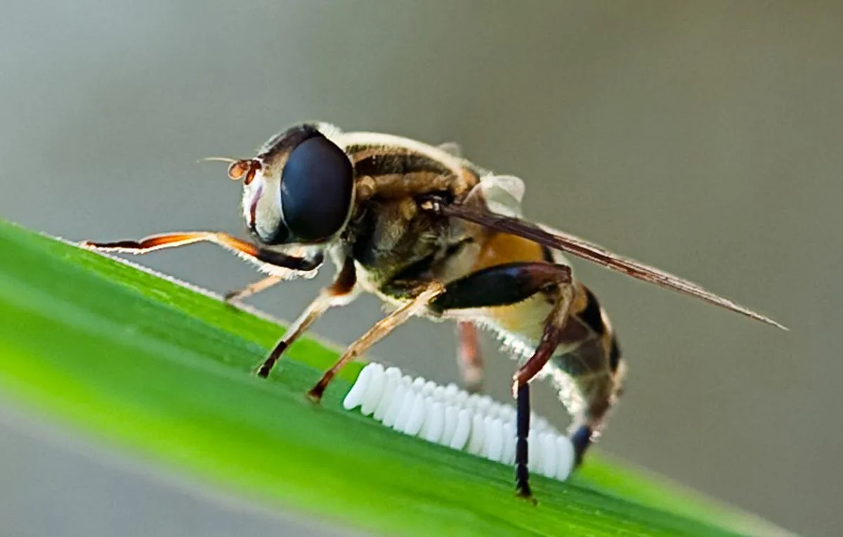 A female hoverfly depositing eggs on a plant leaf near an aphid colony