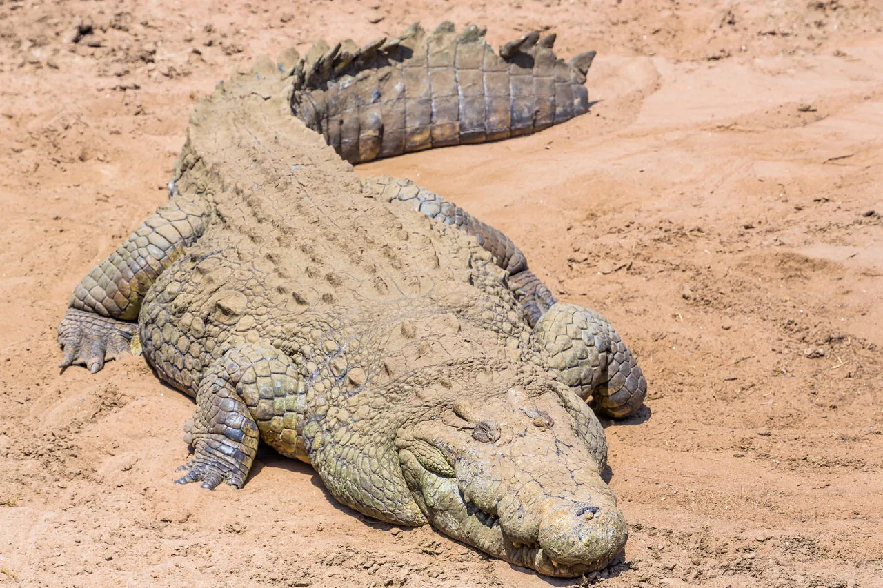 A crocodile resting on sand, showing its narrower pointed V-shaped snout