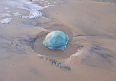 Blue Blubber Jellyfish