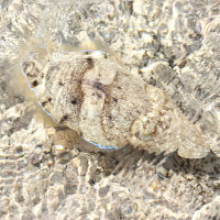 Cuttlefish mid-camouflage, skin rippling with mottled brown and sand patterns against a rocky background