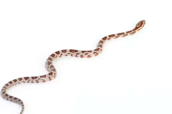 A slender, medium-sized snake stretched out on a plain background