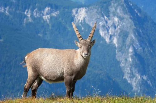 Alpine ibex perched on rocky cliff