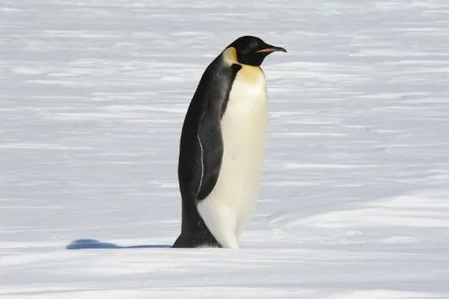 Emperor penguin with chick in Antarctica