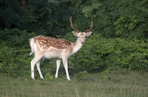 A fallow deer, also called dama