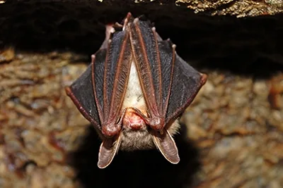 A desert bat in flight