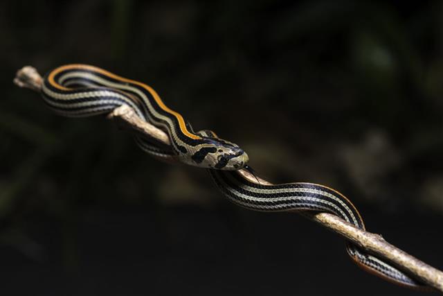A striped kukri snake wound around a twig, with bold lengthwise stripes