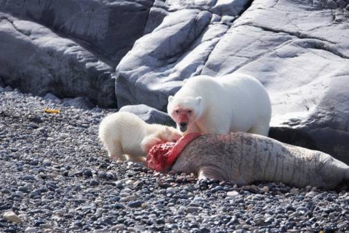Polar bear feeding on a seal
