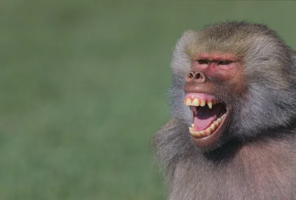 A baboon baring its teeth, showing the full set of 32 Old World monkey teeth