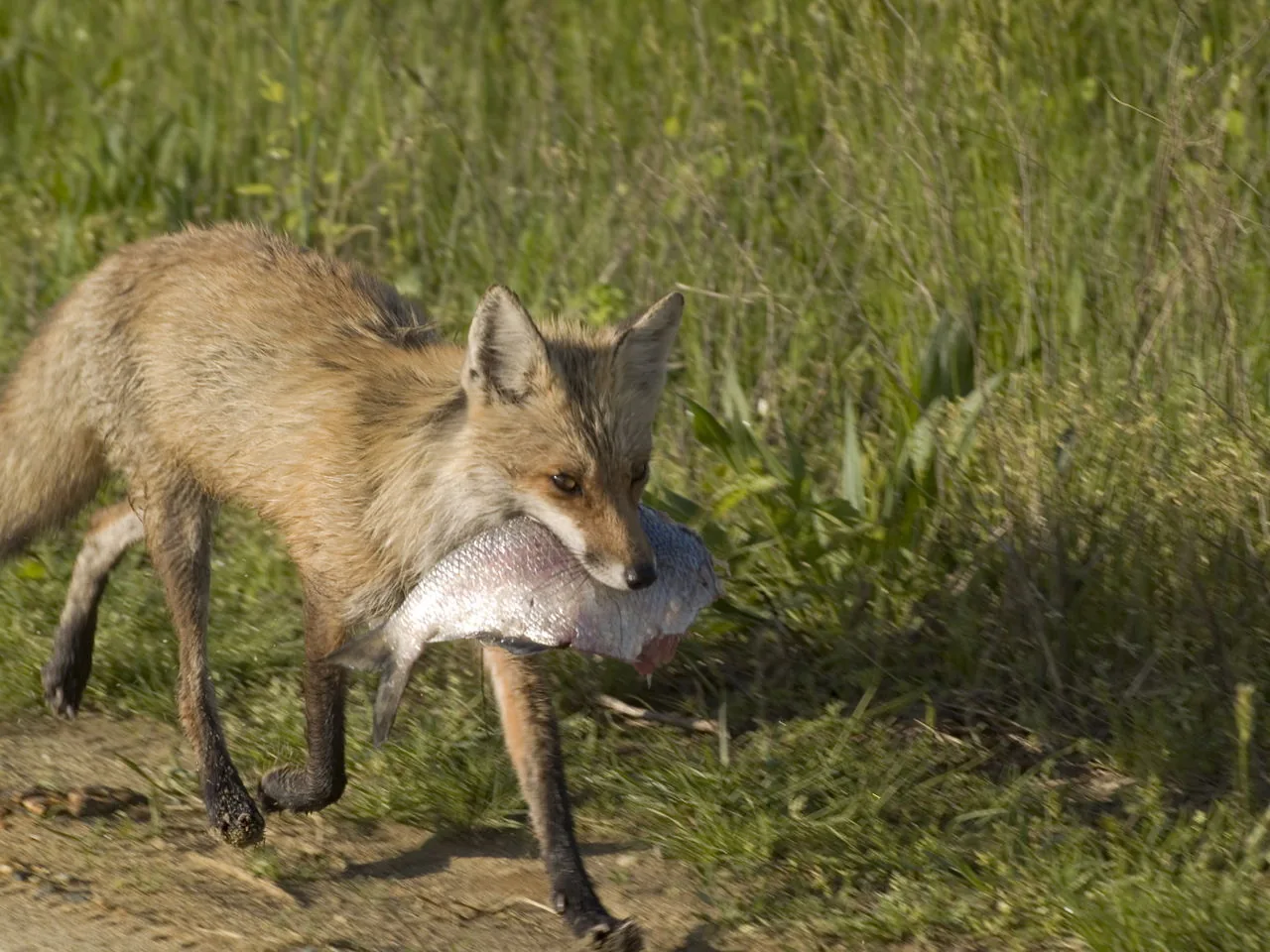 A fox carrying a fish in its mouth, foxes will eat fish when they can catch one