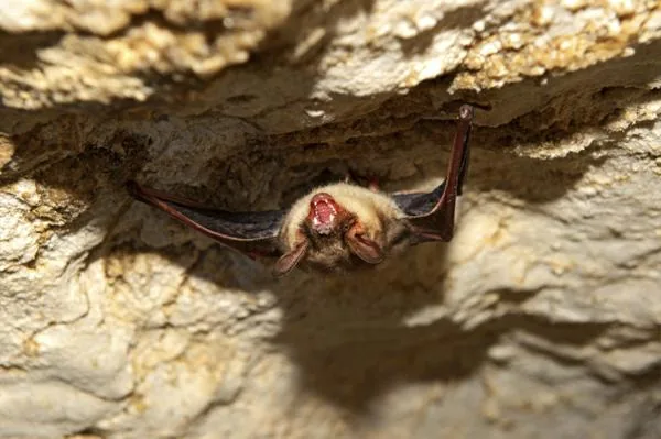 A bat hanging upside down in a cave during hibernation