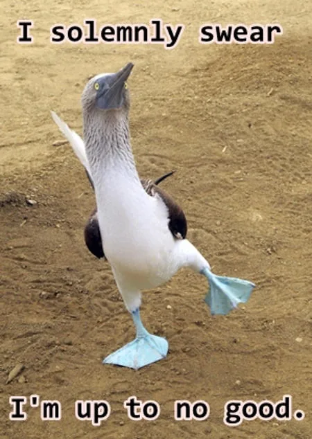 Funny blue footed booby
