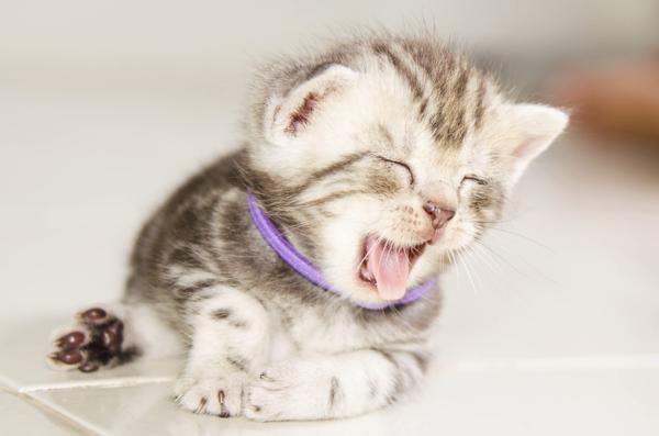 Kitten sleeping
