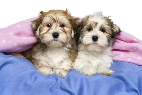 Havanese puppies