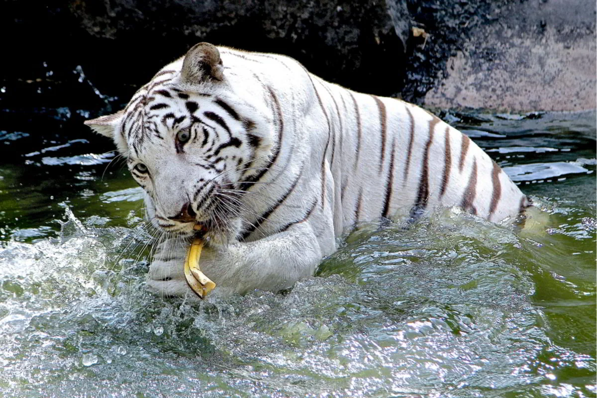 White Bengal tiger in a stalking pose, hunting technique