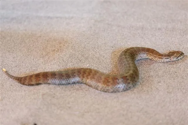 A short, stout common death adder camouflaged on desert sand
