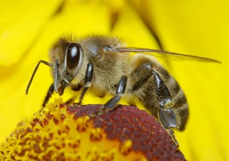 A honeybee on a flower, using taste receptors on its antennae, jaws, and forelegs to assess nectar quality