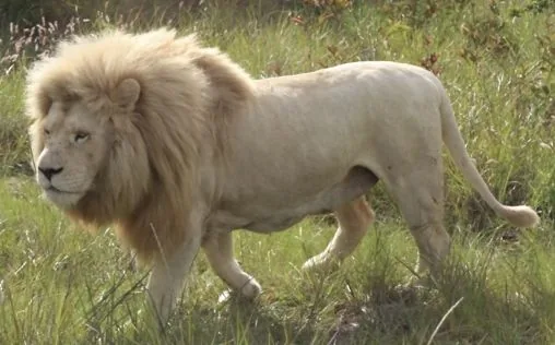 Male white lion showing its pale coat and normal eye color