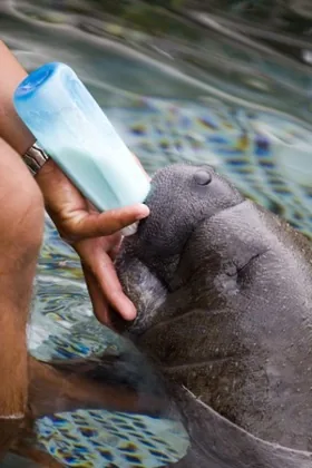 A young captive manatee being bottle-fed at a rehabilitation facility