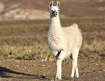 Llama, a woolly desert relative of the camel