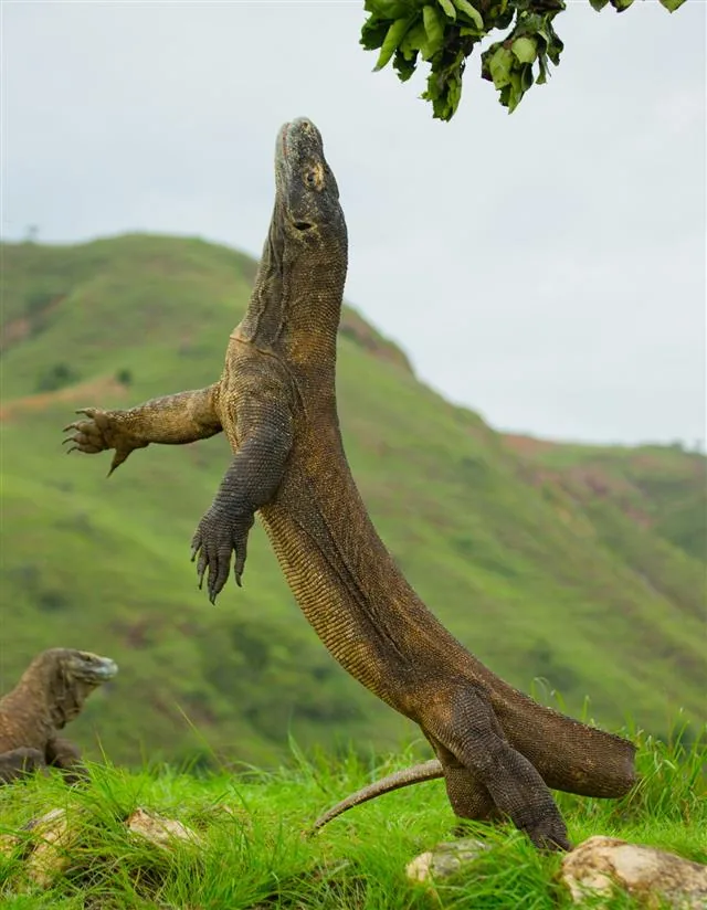 A large Komodo dragon standing upright, showing its powerful build