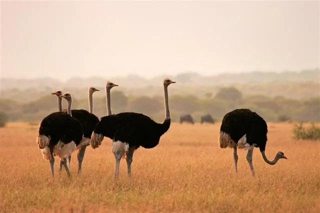 Ostriches in a field, the world's largest birds