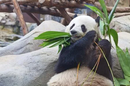 Baby panda eating