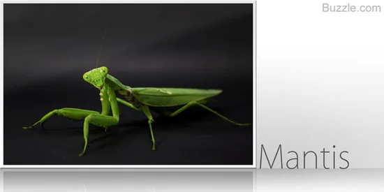 Praying mantis on a green leaf