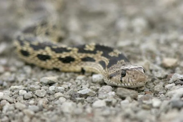 Gopher Snake, a nonvenomous snake