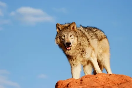 A Great Plains Wolf in a North American grassland habitat