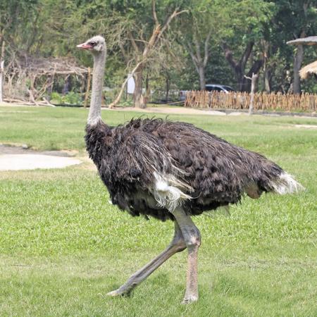 An ostrich showing its dramatic black-and-white plumage and upright posture