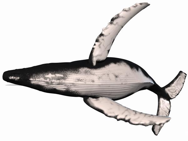 A humpback whale breaching from blue ocean water